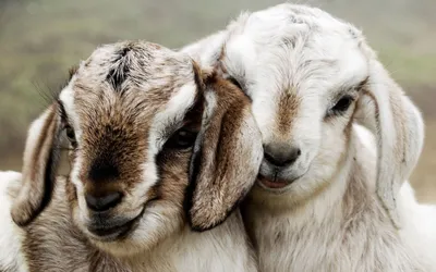 Two Adorable Goats Abstract Wallpaper 4K 1920x1200 Two, Adorable, Goats, Cuddling, Showcasing, Their, Expressive, Faces, Soft, Fur, Make, Charming, White, Ultrawide, Full HD