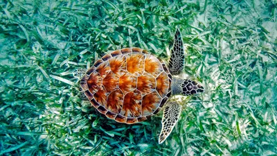 Vibrant Turtle Swimming Lush Underwater Nature Wallpaper 4K 1920x1080 Hd, Desktop, Wallpaper, Featuring, A, Vibrant, Sea, Turtle, Swimming, Over, Lush, Underwater, Gray, Brown, Ultrawide, Full HD