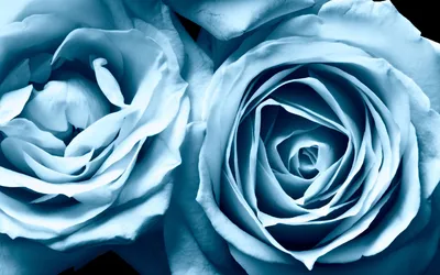 Close Two Blue Nature Wallpaper 4K 1920x1200 Hd, Pc, Desktop, Wallpaper, Showcasing, A, Close-up, Of, Two, Blue, Roses, Highlighting, White, Ultrawide, Full HD