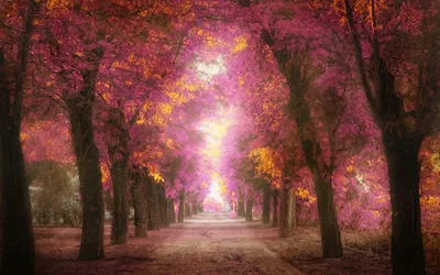 Vibrant Pink Forest Tree Nature Wallpaper 4K 1920x1200 A, Vibrant, Pink, Forest, Scene, With, Tree-lined, Road, Showcasing, Colorful, Nature, Desktop, Brown, Ultrawide, Full HD