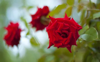 Radiant Vibrant Wallpaper Nature Wallpaper 4K 1920x1200 Hd, Desktop, Wallpaper, Featuring, Vibrant, Red, Roses, In, Nature, Soft, Green, Leaves, White, Ultrawide, Full HD