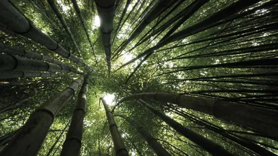 Bold Serene Wallpaper Nature Wallpaper 4K 1920x1080 A, Serene, View, Of, Bamboo, Towering, In, Lush, Forest, Sunlight, Filtering, Through, White, Brown, Gray, Ultrawide, Full HD