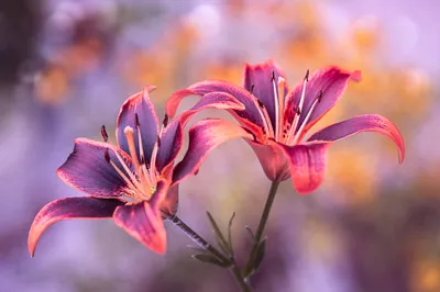 Pink Flower Macro Nature Nature Wallpaper 4K 2000x1335 Pink, Flower, Macro, Nature, Lily, Hd, Desktop, Gray, Landscape, Full HD