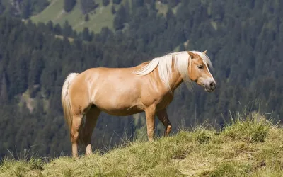 Vivid Serene Wallpaper Animals Wallpaper 4K 1920x1200 A, Serene, Horse, Stands, On, Grassy, Hill, Overlooking, Lush, Green, Mountains, Creating, Gray, Ultrawide, Full HD