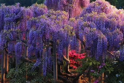 Radiant Vibrant Wallpaper Nature Wallpaper 4K 2015x1338 A, Vibrant, Scene, Featuring, Cascading, Blue, Wisteria, Flowers, Amidst, Lush, Greenery, Creating, Gray, Brown, Ultrawide, Full HD