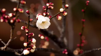 Dark Close Wallpaper Nature Wallpaper 4K 3888x2187 A, Close-up, Of, Delicate, White, Flower, Blooming, Branch, Surrounded, Budding, Red, Flowers, Ultrawide, 4k