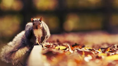 Vibrant Macro Wallpaper Nature Wallpaper 4K 1920x1080 A, Macro, Hd, Wallpaper, Of, Squirrel, On, Wooden, Ledge, Surrounded, Fallen, Autumn, White, Ultrawide, Full HD