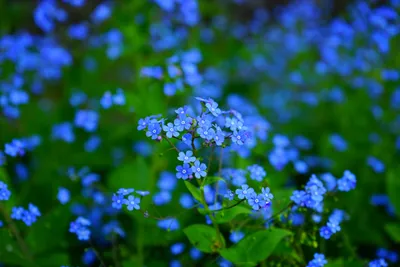 Vivid Lush Wallpaper Nature Wallpaper 4K 6000x4000 Hd, Image, Of, A, Lush, Field, Blue, Forget-me-not, Flowers, Offering, Stunning, Nature, Brown, Red, Landscape, 4k