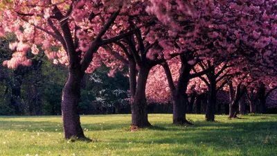 Radiant Row Wallpaper Nature Wallpaper 4K 2560x1440 A, Row, Of, Trees, With, Vibrant, Pink, Blossoms, Full, Bloom, Set, Against, Gray, Ultrawide, QHD