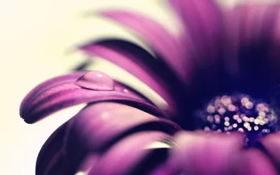 Close Purple Flower Petal Adorned Nature Wallpaper 4K 2880x1800 A, Close-up, Of, Purple, Flower, Petal, Adorned, Water, Drop, Capturing, Beauty, Nature, White, Ultrawide, QHD