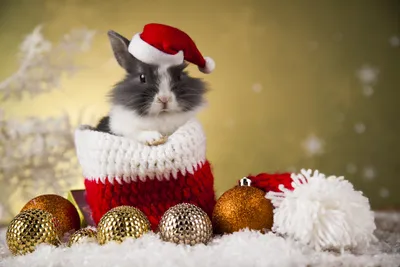 Calm Rabbit Wallpaper Abstract Wallpaper 4K 5616x3744 A, Rabbit, Wearing, Santa, Hat, Sits, Inside, Red, White, Knitted, Bauble, Against, Landscape, 4k