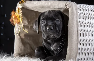 Animal Cane Corso Puppy Dark Animals Wallpaper 4K 4000x2634 4k, Ultra, Hd, Desktop, Wallpaper, Of, An, Animal, Cane, Corso, Puppy, Gray, White, Ultrawide