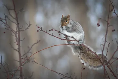 Crisp Rodent Wallpaper Abstract Wallpaper 4K 3900x2600 A, Rodent, Squirrel, Perched, On, Branch, With, Red, Berries, Captured, Sharp, Detail, Gray, Landscape, 4k