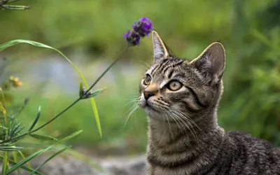 Golden Close Wallpaper Animals Wallpaper 4K 1920x1200 Hd, Pc, Desktop, Wallpaper, Featuring, A, Close-up, Of, Tabby, Cat, Gazing, Purple, Gray, Brown, Ultrawide, Full HD