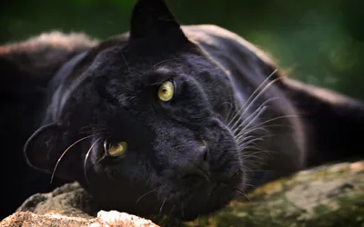 Black Panther Gazes Intently Its Black/Dark Wallpaper 4K 2560x1600 A, Striking, Black, Panther, Gazes, Intently, Its, Golden, Eyes, Contrasting, Against, Sleek, White, Ultrawide, QHD