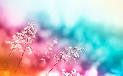 Delicate Plants Vibrant Softly Nature Wallpaper 4K 2560x1600 Hd, Pc, Desktop, Wallpaper, Featuring, Delicate, Plants, Against, Vibrant, Softly, Blurred, Pink, White, Ultrawide, QHD