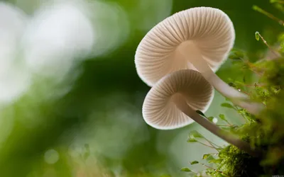 Radiant Close Wallpaper Abstract Wallpaper 4K 2560x1600 Close-up, Of, Delicate, Mushrooms, With, Translucent, Caps, Growing, Moss, Captured, Sharp, Detail, White, Gray, Ultrawide, QHD