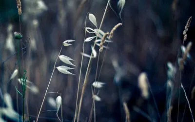 Delicate Grass Stems Softly Blurred Nature Wallpaper 4K 1680x1050 Hd, Desktop, Wallpaper, Showcasing, Delicate, Grass, Stems, Against, Softly, Blurred, Natural, Highlighting, Brown, Gray, Ultrawide