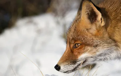 Close Profile Red Animals Wallpaper 4K 1920x1200 Close-up, Profile, Of, A, Red, Fox, In, Snow, Warm, Orange, Fur, Focused, White, Ultrawide, Full HD