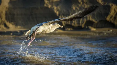 Seagull Mid Flight Water Rock Nature Wallpaper 4K 1920x1080 Hd, Pc, Desktop, Wallpaper, Featuring, A, Seagull, In, Mid-flight, Above, Water, Rock, Gray, White, Brown, Ultrawide, Full HD