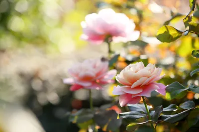 Golden Soft Wallpaper Wallpaper 4K, Nature category