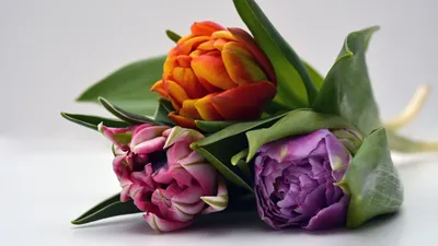 Three Tulips Abstract Abstract Wallpaper 4K 1920x1080 Three, Tulips, White, Ultrawide, Full HD