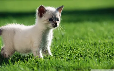 Animal Cat Animals Animals Wallpaper 4K 1920x1200 Animal, Cat, Hd, Desktop, Wallpaper, Background, Image, Gray, Green, Ultrawide, Full HD
