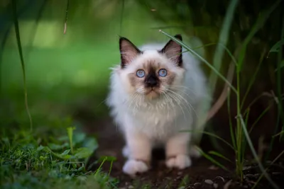 Ragdoll Animal Cat Animals Wallpaper 4K 6000x4000 Ragdoll, Animal, Cat, Hd, Desktop, Wallpaper, Background, Brown, Gray, Landscape, 4k