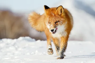 Lively Fox Walks Across Snowy Nature Wallpaper 4K 1920x1280 A, Lively, Fox, Walks, Across, Snowy, Landscape, Showcasing, Vibrant, Orange, Fur, Against, White, Full HD