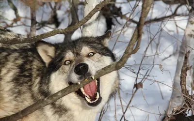 Vivid Close Wallpaper Nature Wallpaper 4K 1920x1200 A, Close-up, Of, Wolf, Playfully, Biting, Branch, Surrounded, Snow, Trees, Captured, Vibrant, White, Gray, Ultrawide, Full HD