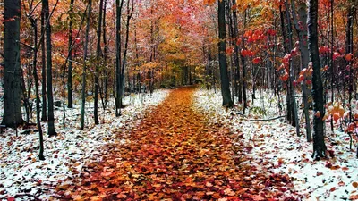 Vibrant Forest Covered Fallen Autumn Nature Wallpaper 4K 1920x1080 A, Vibrant, Forest, Path, Covered, In, Fallen, Autumn, Leaves, Light, Frost, Snow, Gray, Brown, White, Ultrawide, Full HD