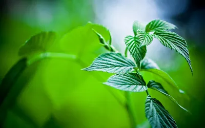 Sleek Close Wallpaper Nature Wallpaper 4K 1920x1200 Hd, Desktop, Wallpaper, Featuring, A, Close-up, Of, Vibrant, Green, Leaves, Bathed, Soft, Red, Ultrawide, Full HD