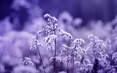 Close Delicate Frosty Wildflowers Serene Nature Wallpaper 4K 2560x1600 Close-up, Of, Delicate, Frosty, Wildflowers, In, A, Serene, Purple-hued, Natural, Setting, Captured, Brown, Gray, Ultrawide, QHD