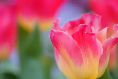 Close Pink Yellow Tulip Abstract Wallpaper 4K 3600x2400 Hd, Desktop, Wallpaper, Featuring, A, Close-up, Of, Pink, Yellow, Tulip, Vibrant, Natural, Red, Landscape, QHD