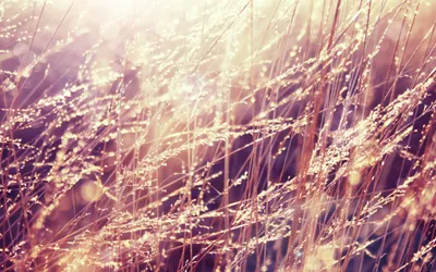 Sleek Nature Wallpaper Nature Wallpaper 4K 2560x1600 Hd, Desktop, Wallpaper, Featuring, Nature, With, Close-up, Golden, Grass, Softly, Illuminated, Warm, White, Ultrawide, QHD