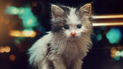 Baby Animal Kitten Cat Animals Wallpaper 4K 2000x1125 Baby, Animal, Kitten, Cat, Hd, Desktop, Wallpaper, Gray, Brown, Ultrawide, Full HD