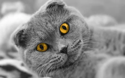Moody Animal Wallpaper Animals Wallpaper 4K 2560x1600 Animal, Cat, Hd, Desktop, Wallpaper, Background, Image, Gray, Ultrawide, QHD