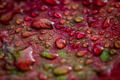 Macro Shallow Depth Field Red Abstract Wallpaper 4K 3000x2000 Macro, Shot, With, Shallow, Depth, Of, Field, Red-green, Leaf, Dotted, Glistening, Brown, Landscape, QHD