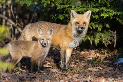 Baby Animal Fox Animals Wallpaper 4K 2048x1363 Baby, Animal, Fox, Hd, Desktop, Wallpaper, Gray, Ultrawide, Full HD