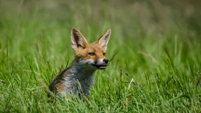 Dreamy Blur Wallpaper Animals Wallpaper 4K 2560x1440 Blur, Grass, Animal, Fox, Hd, Desktop, Wallpaper, Brown, Ultrawide, QHD
