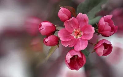 Close Vibrant Pink Abstract Wallpaper 4K 2560x1600 Hd, Pc, Desktop, Wallpaper, Featuring, A, Close-up, Of, Vibrant, Pink, Blossoms, Against, Red, Ultrawide, QHD