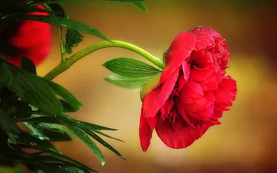 Vibrant Red Flower Lush Green Nature Wallpaper 4K 1920x1200 Hd, Desktop, Wallpaper, Featuring, A, Vibrant, Red, Flower, Lush, Green, Leaves, Against, Brown, Gray, Orange, Ultrawide, Full HD
