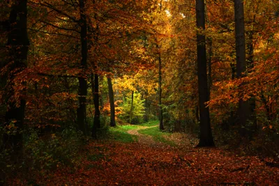 Forest Sunlit Winding Nature Wallpaper 4K 3888x2592 4k, Ultra, Hd, Forest, Scene, With, A, Sunlit, Path, Winding, Through, Autumn, Brown, Orange, Landscape