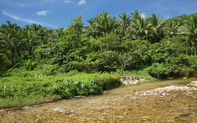 Lush Jungle Dense Greenery Palm Nature Wallpaper 4K 1920x1200 Hd, Pc, Desktop, Wallpaper, Showing, A, Lush, Jungle, Dense, Greenery, Palm, Trees, Pink, Gray, Ultrawide, Full HD