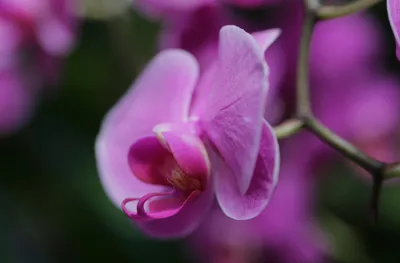 Vibrant Nature Wallpaper Nature Wallpaper 4K 2048x1345 Nature, Orchid, Hd, Desktop, Wallpaper, Background, Image, Gray, Ultrawide, Full HD
