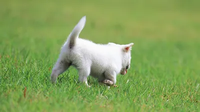 Moody White Wallpaper Animals Wallpaper 4K 1920x1080 White, Kitten, Exploring, Green, Lawn, Hd, Pc, Desktop, Showing, Animal, Cat, Gray, Ultrawide, Full HD