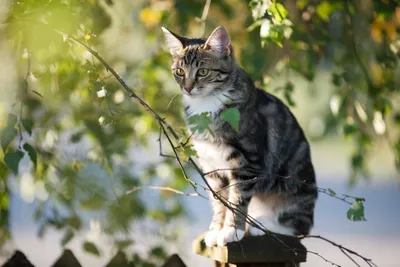 Sleek Tabby Wallpaper Animals Wallpaper 4K 4368x2912 4k, Ultra, Hd, Pc, Desktop, Wallpaper, Background, Tabby, Cat, Perched, Leafy, Branch, Gray, White, Landscape