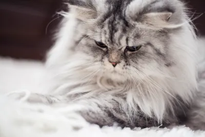 Golden Close Wallpaper Animals Wallpaper 4K 5616x3744 Close-up, Of, A, Fluffy, Gray, Cat, With, Long, Fur, Captured, Sharp, Detail, White, Landscape, 4k