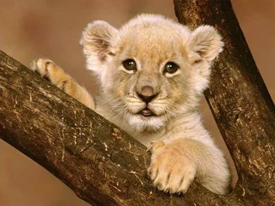 Serene Close Wallpaper Animals Wallpaper 4K 1680x1260 A, Close-up, Of, Playful, Lion, Cub, Resting, Tree, Branch, Showcasing, Adorable, Features, Brown, Landscape