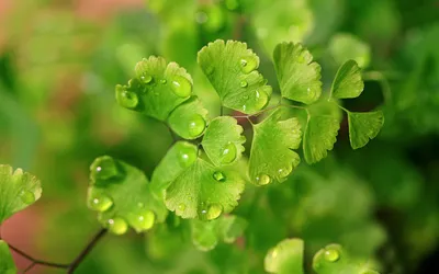 Moody Close Wallpaper Nature Wallpaper 4K 1920x1200 Close-up, Of, Vibrant, Green, Leaves, Adorned, With, Glistening, Water, Droplets, Capturing, Beauty, Pink, Gray, Ultrawide, Full HD